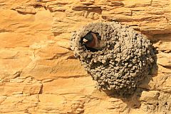 Cliff Swallow